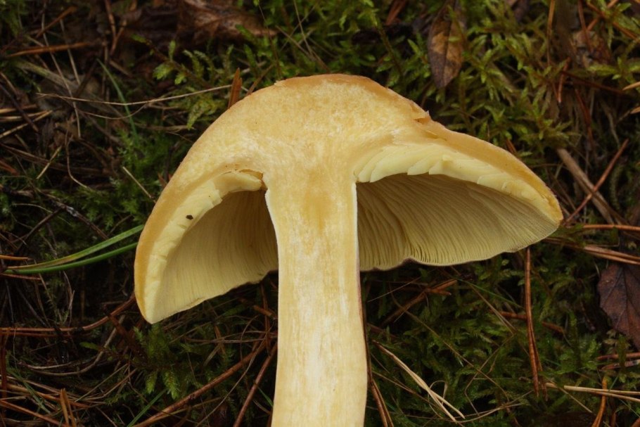 Рядовка желто-красная Tricholomopsis rutilans