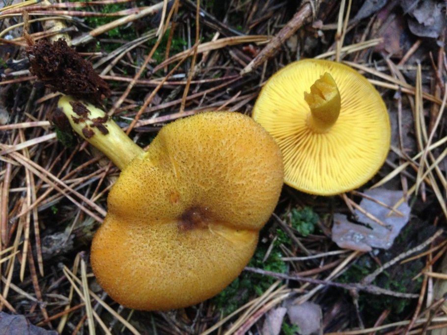 Рядовка украшенная tricholomopsis decora