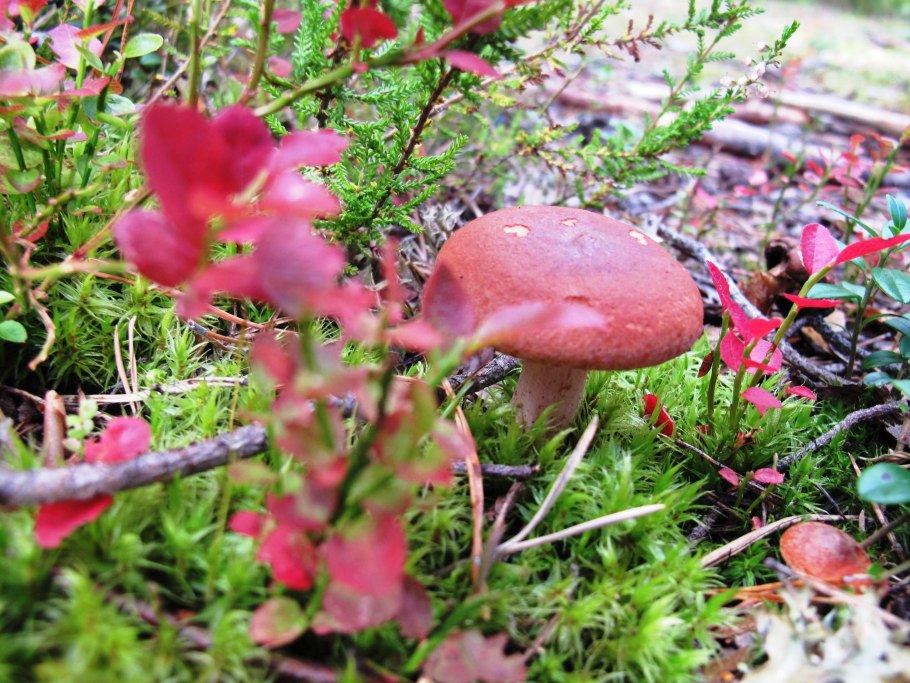 Выращивание грибов шиитаке