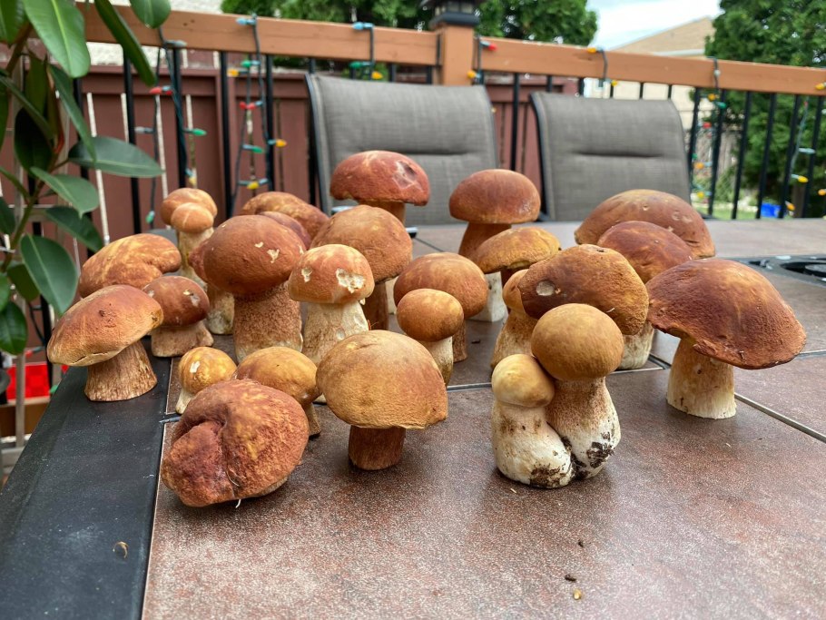 Шиитаке на Березе