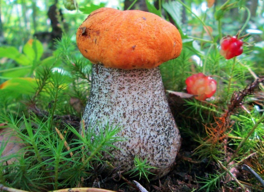 Подосиновик с клубникой