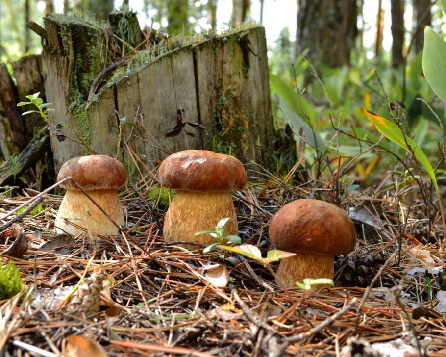 Белые грибы в теплице