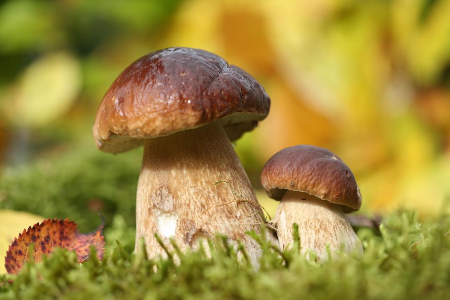 Грибы Боровик на даче