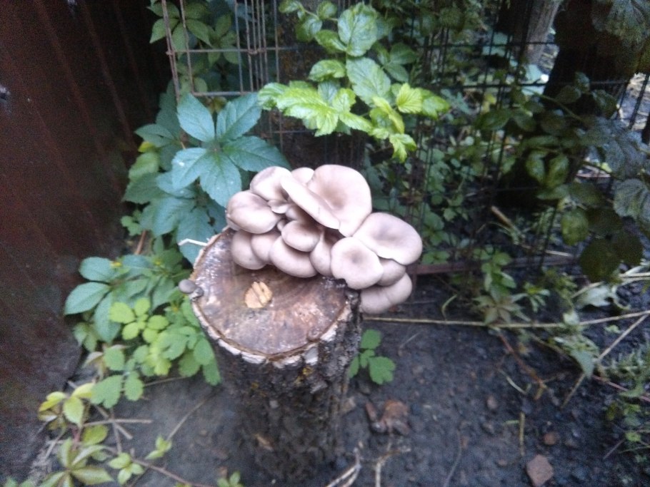 Вешенка говорушка древесные