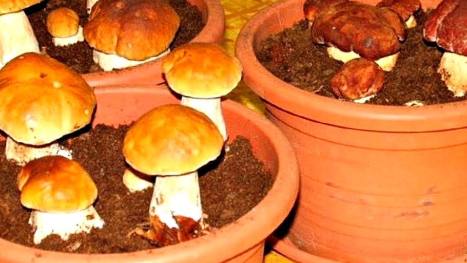 Выращиваем грибы дома