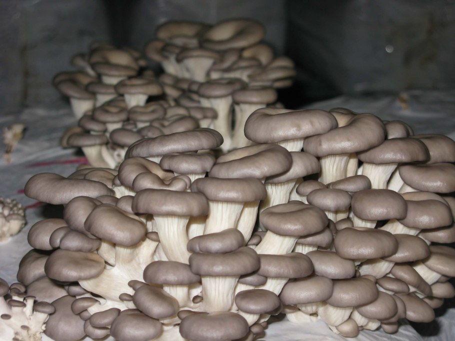 Вешенка на пеньках