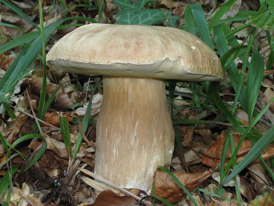 Порчини грибы