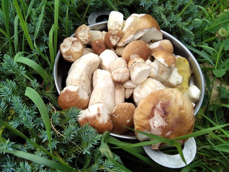 Выращивание белых грибов