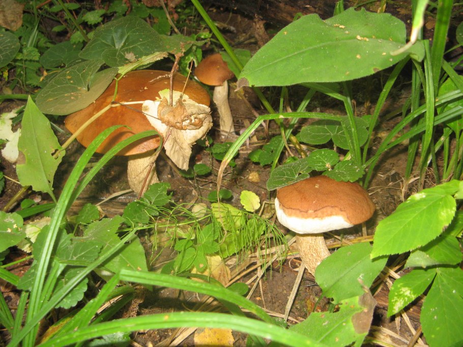 Вёшенка обыкновенная съедобные