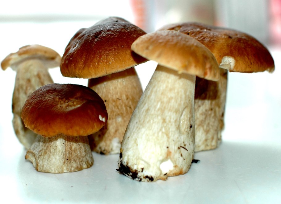 Семена белых грибов