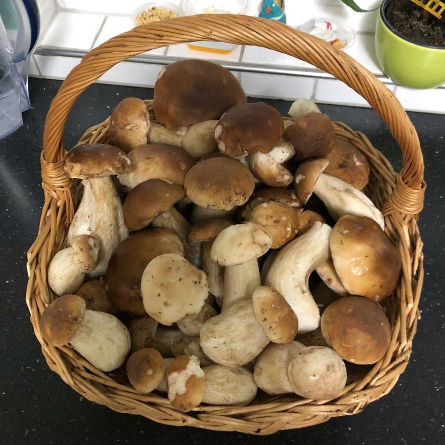 Грибы белые свежие