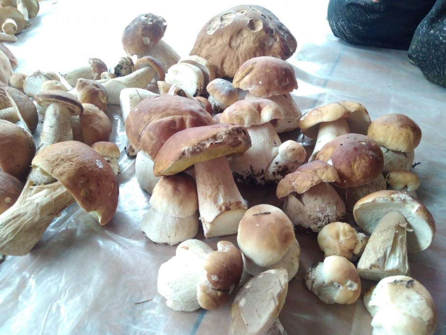 Можно есть грибы дымовики