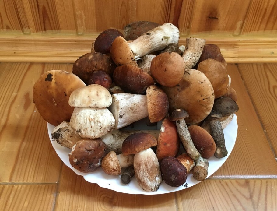 Подмосковный шампиньон