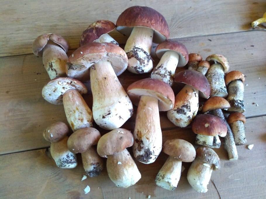 Грибы в Ленинградской области 2020