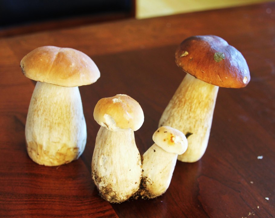 Белые грибы дома