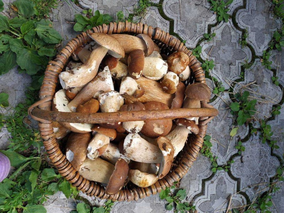 Урожай белый гриб