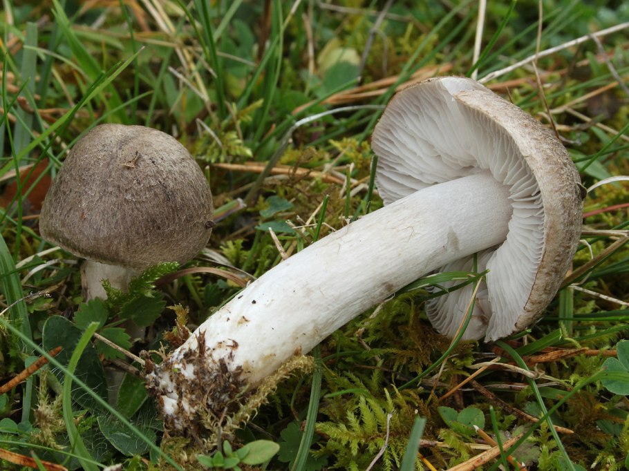 Рядовку землисто-серую (Tricholoma terreum)
