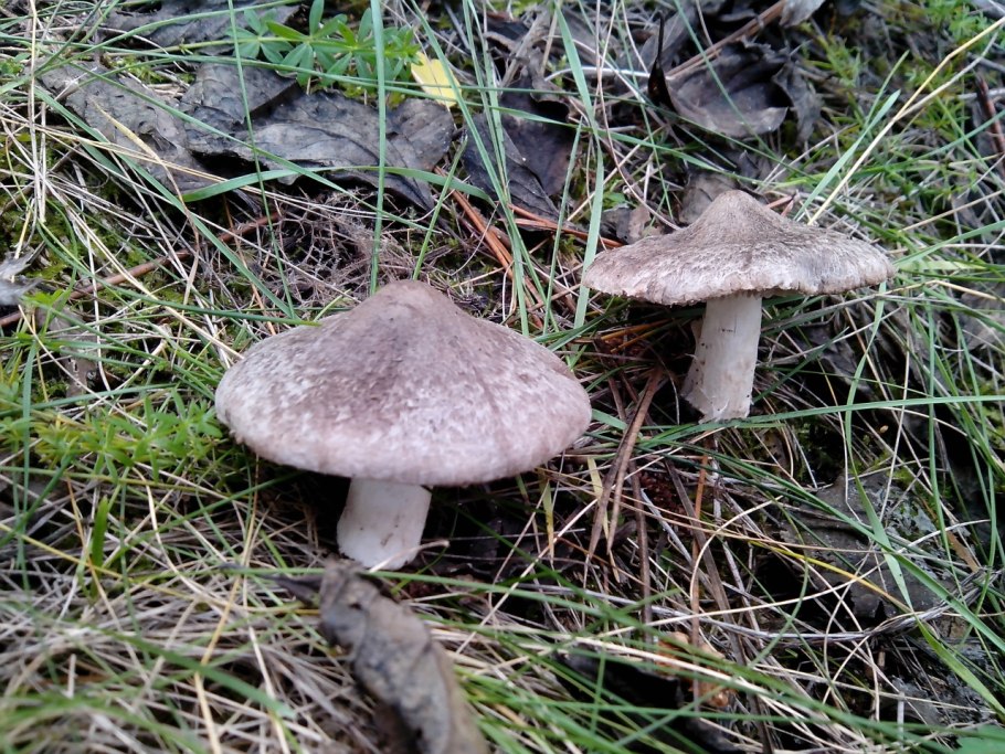 Рядовка серая Tricholoma portentosum.