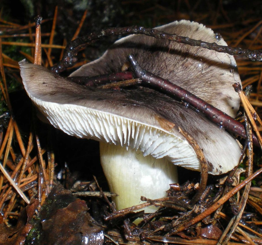 Рядовку землисто-серую (Tricholoma terreum)