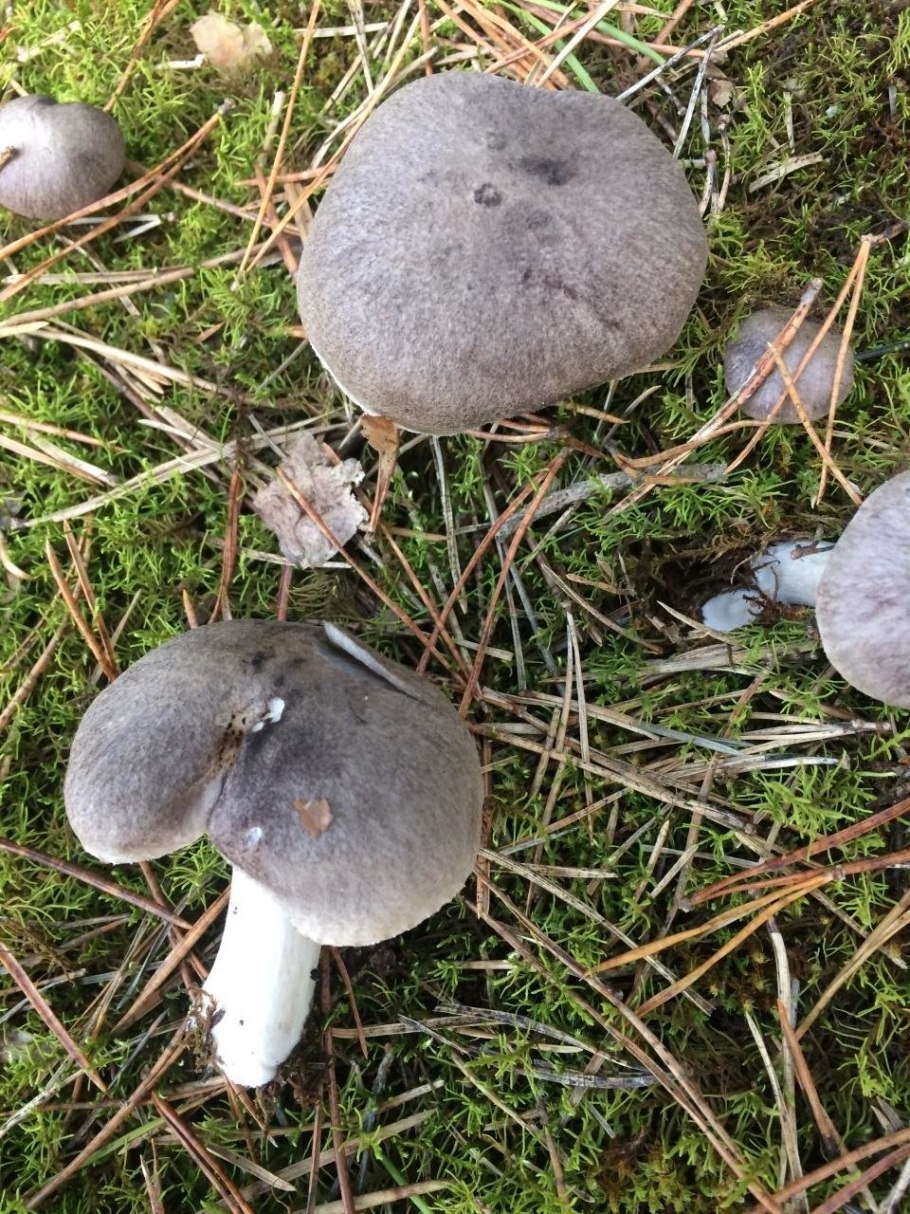 Рядовку землисто-серую (Tricholoma terreum)