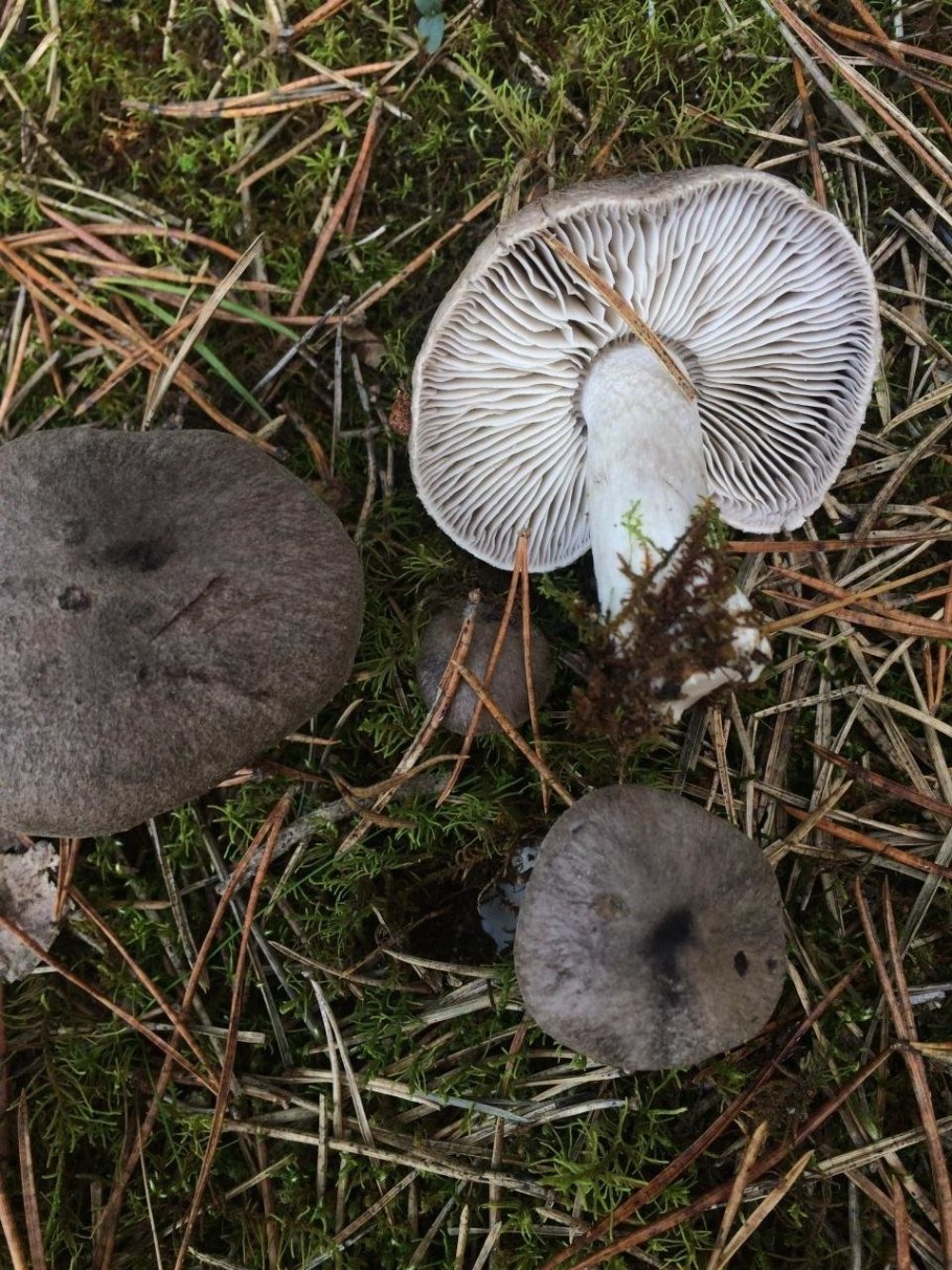 Рядовка штриховатая (Tricholoma portentosum).