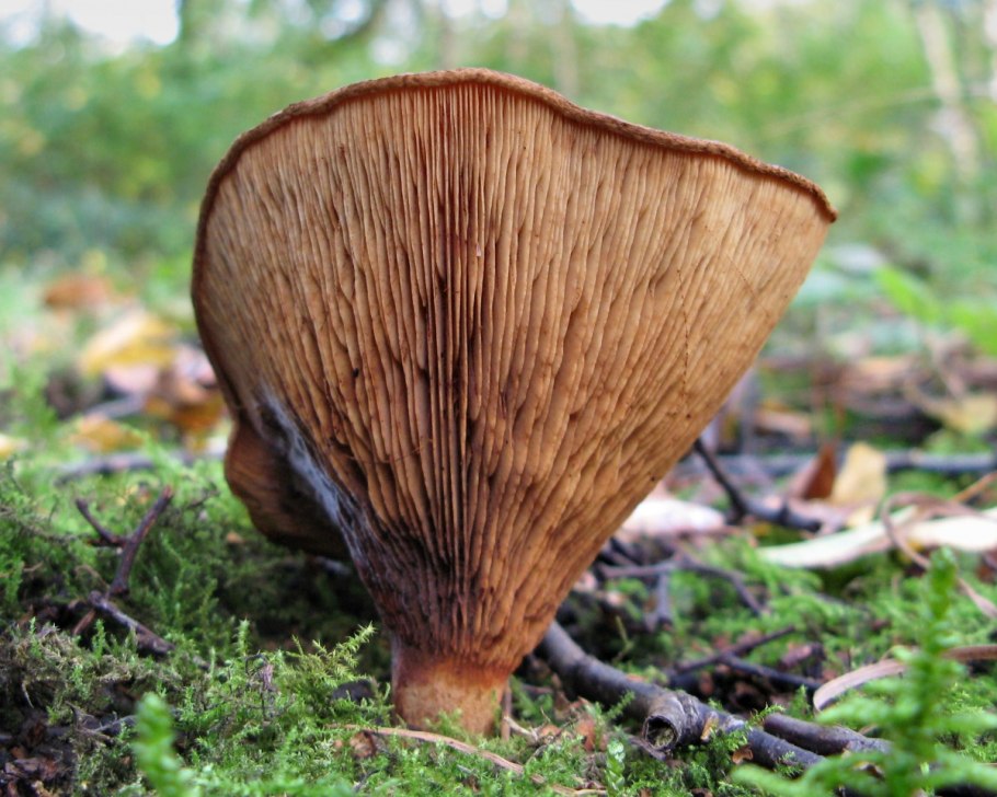 Свинушка тонкая Paxillus involutus