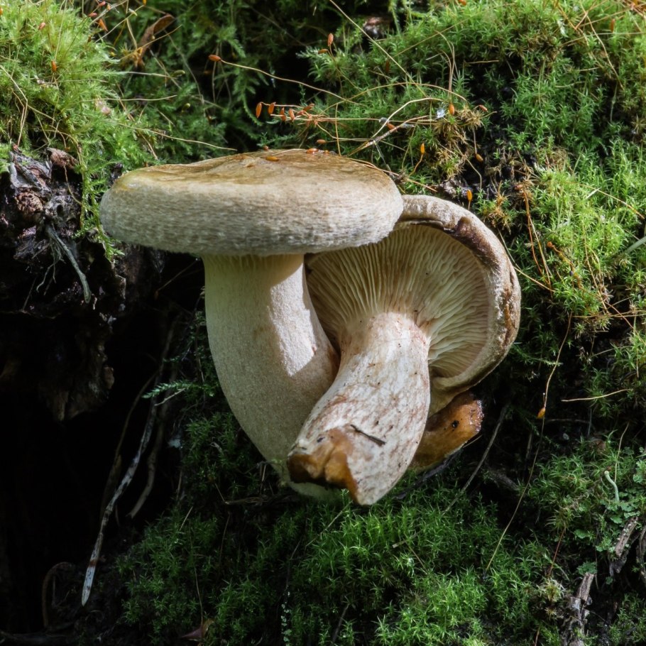 Гриб свинушка поддубник