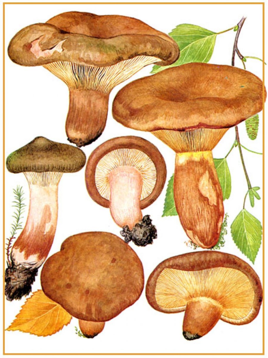 Свинушка тонкая Paxillus involutus