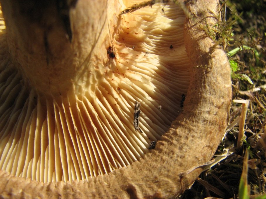 Ложные коровники грибы