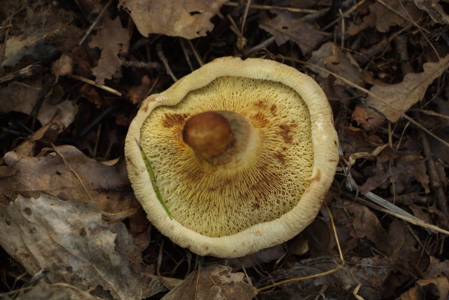 Свинушка Ольховая