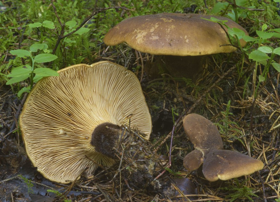 Гриб свинушка толстая и тонкая