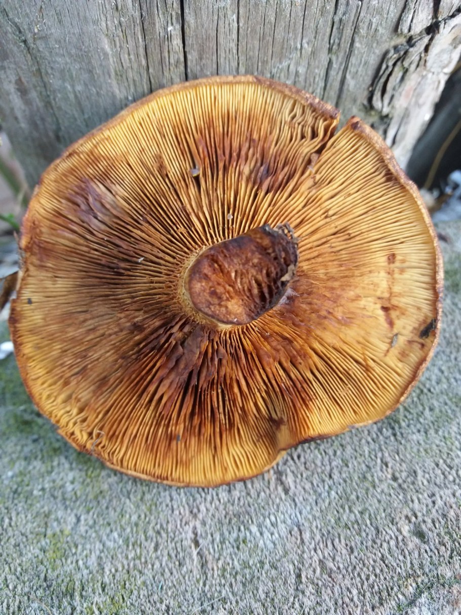 Свинушка Paxillus rubicundulus