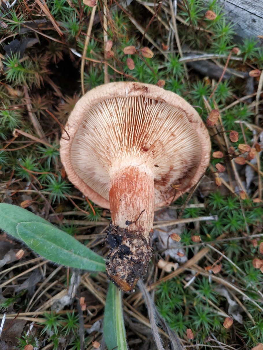 Свинушка тонкая Paxillus involutus