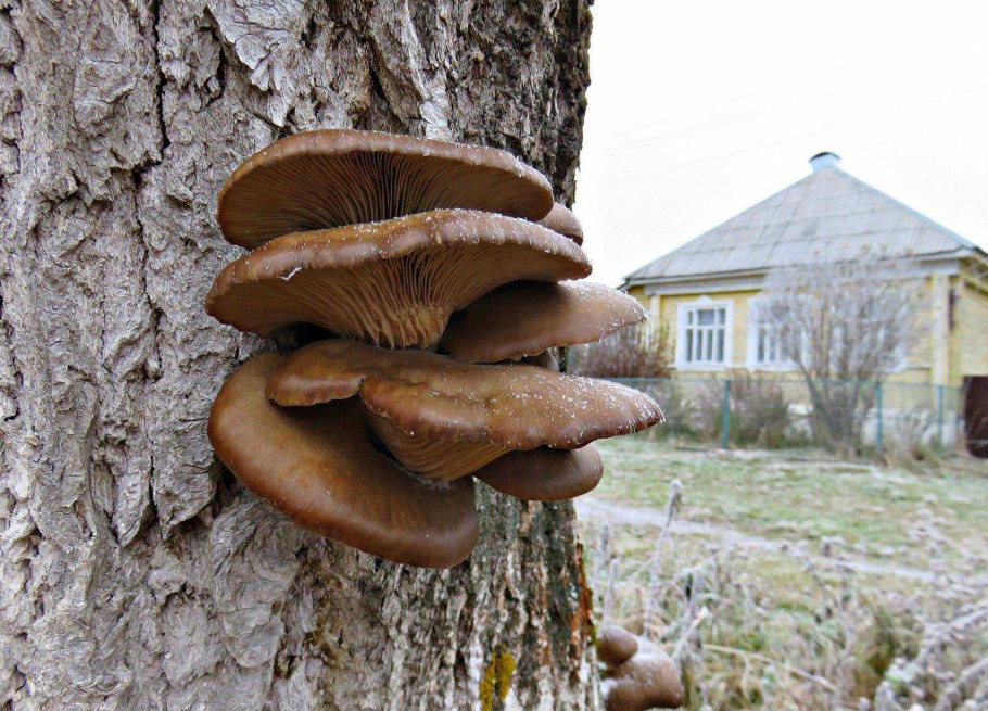 Грибы растущие на стволах деревьев