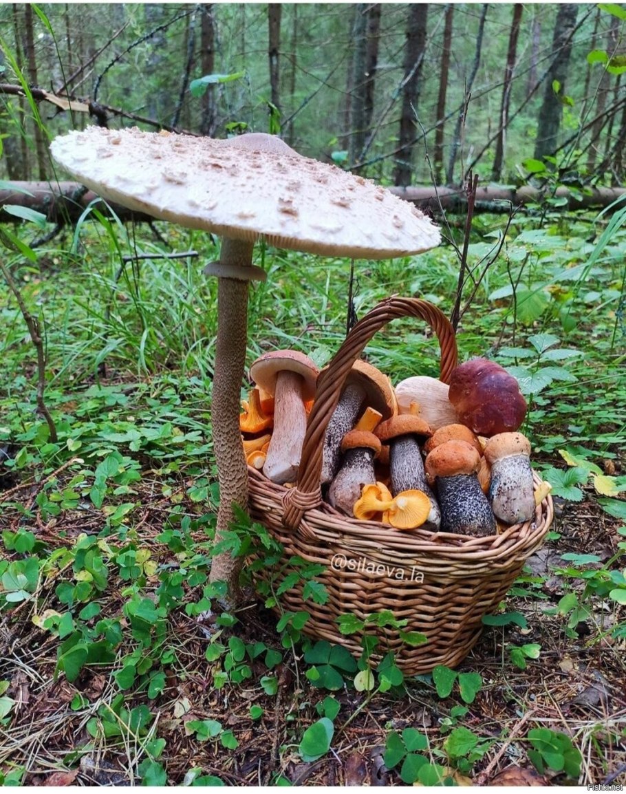 Съедобные грибы Подмосковья