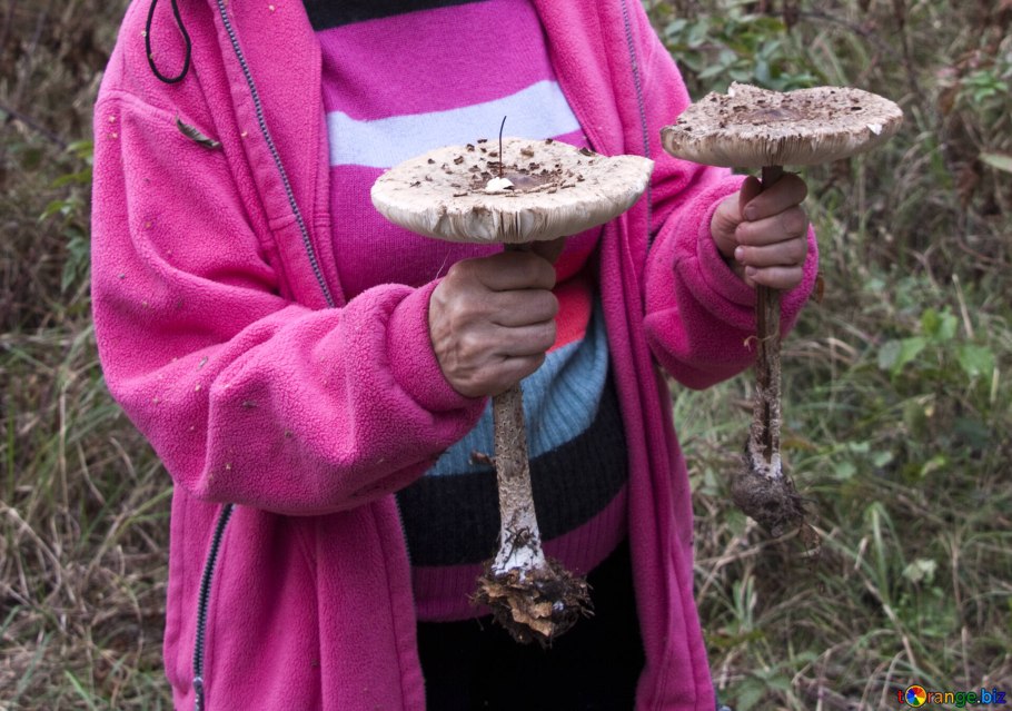 Горянки грибы