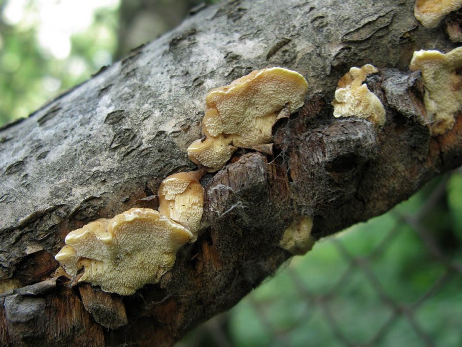 Antrodiella leucoxantha