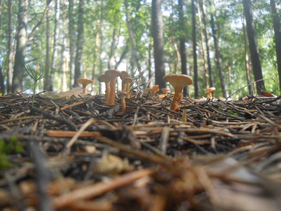 Семипалатинский Бор грибы