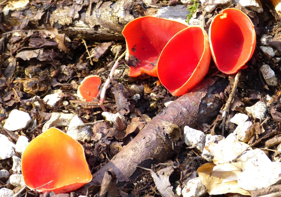 Весенние грибы Подмосковья саркосцифа