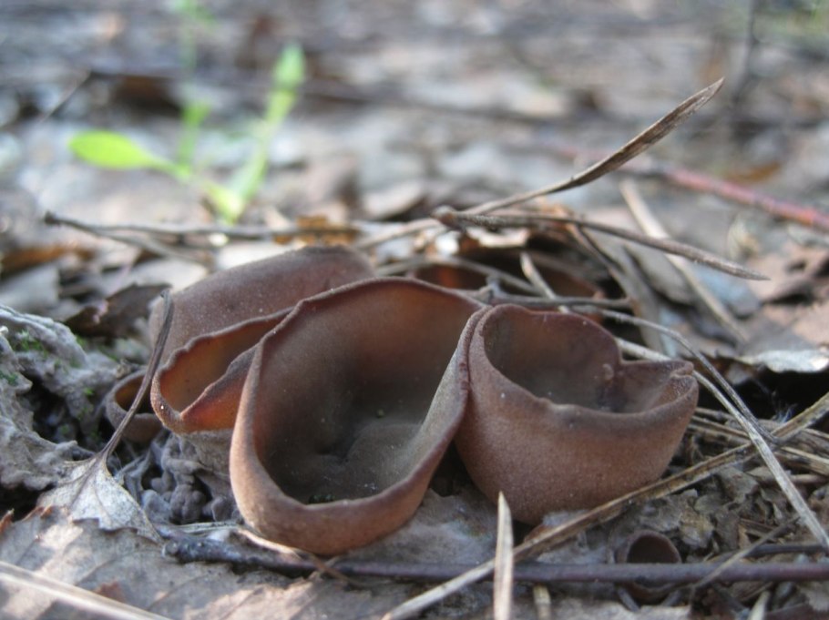 Пецица темно-Каштановая (Peziza Badia)