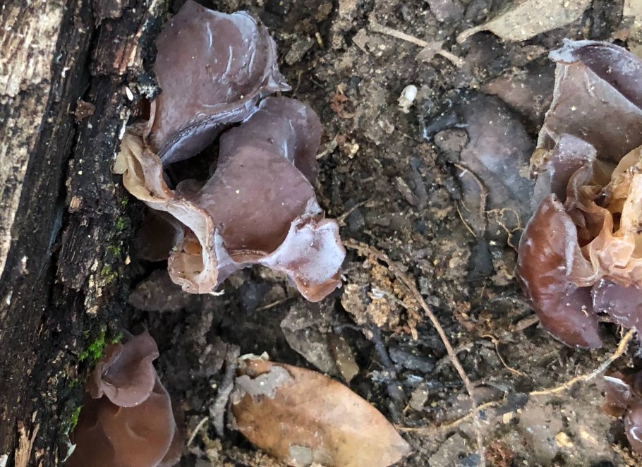 Грибы волнистые коричневые