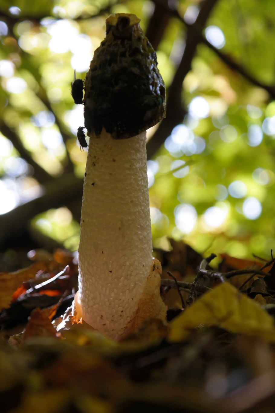 Лаксин гриб