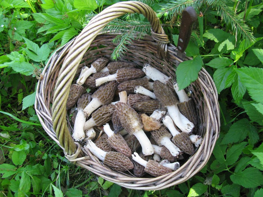 Весенние грибы Подмосковья съедобные сморчки