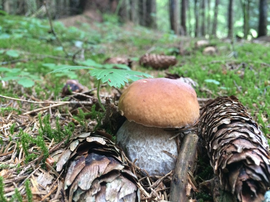 Съедобные грибы Брянской области