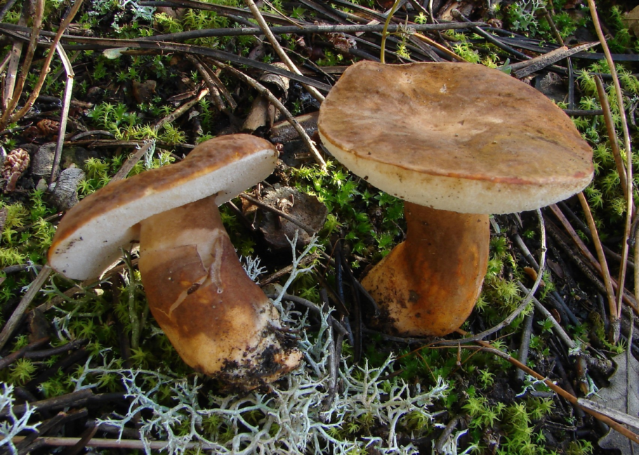 Gyroporus castaneus