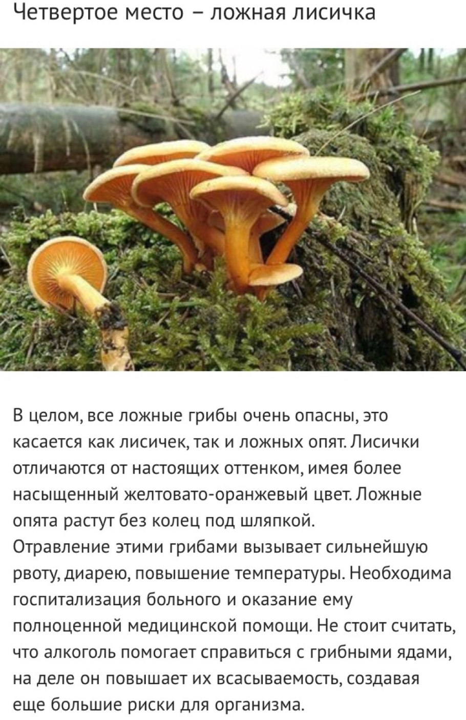 Ложная Лисичка гриб