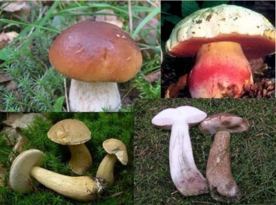 Белый гриб ложный двойник