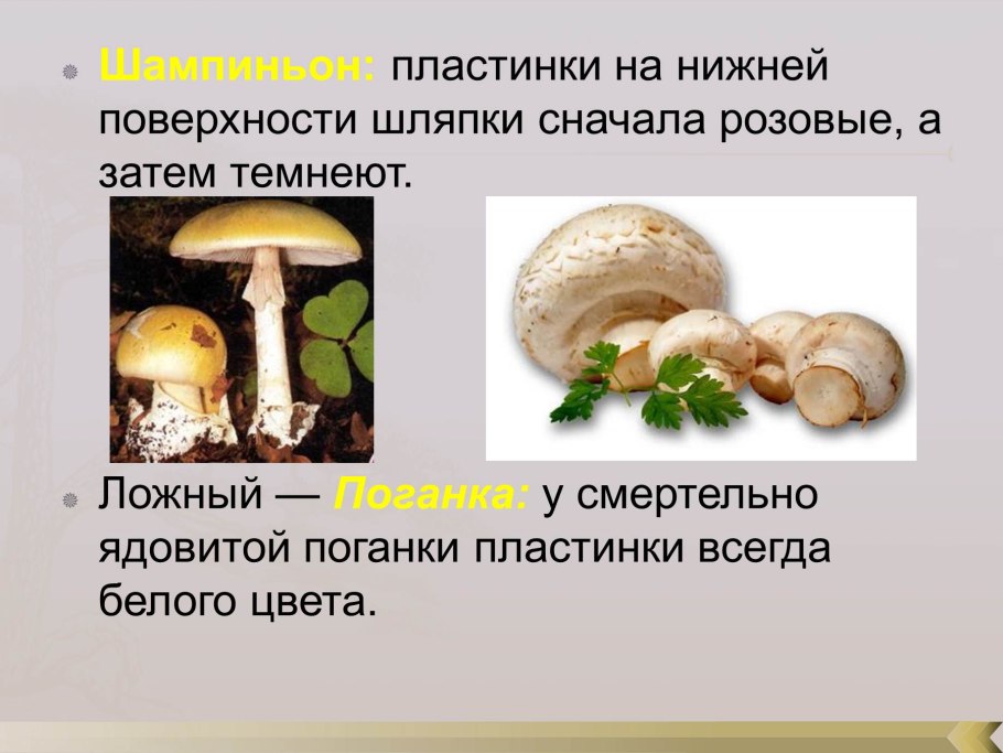 Ложный опасный двойник шампиньона