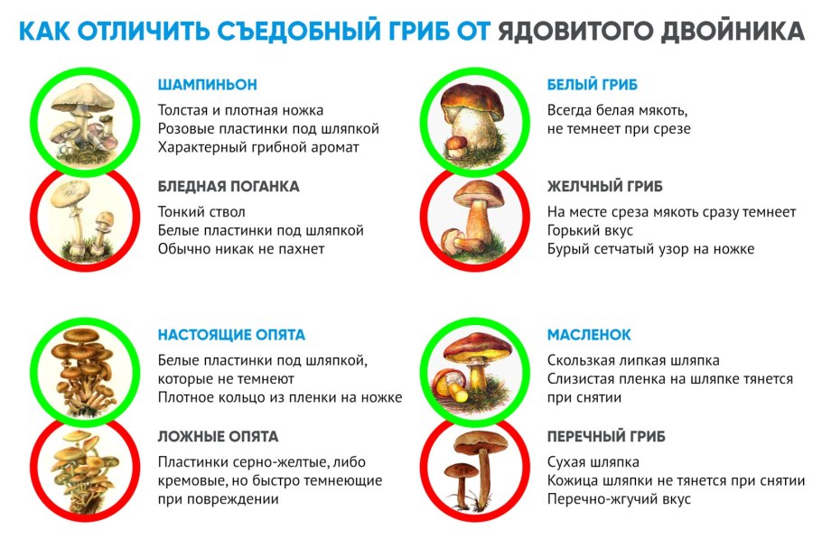 Ядовитые грибы двойники съедобных
