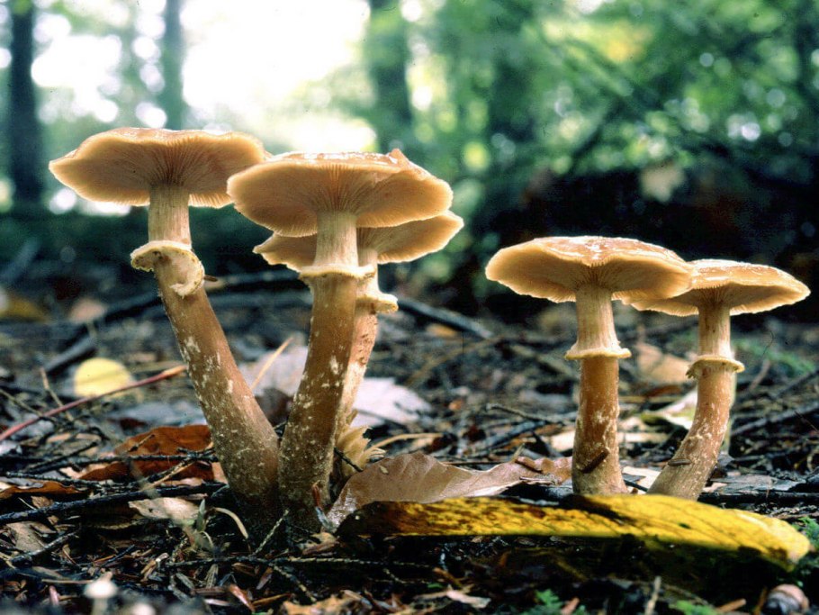 Гриб ложные опята